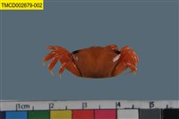 藏品(粗腿擬瘦招潮蟹)的圖片